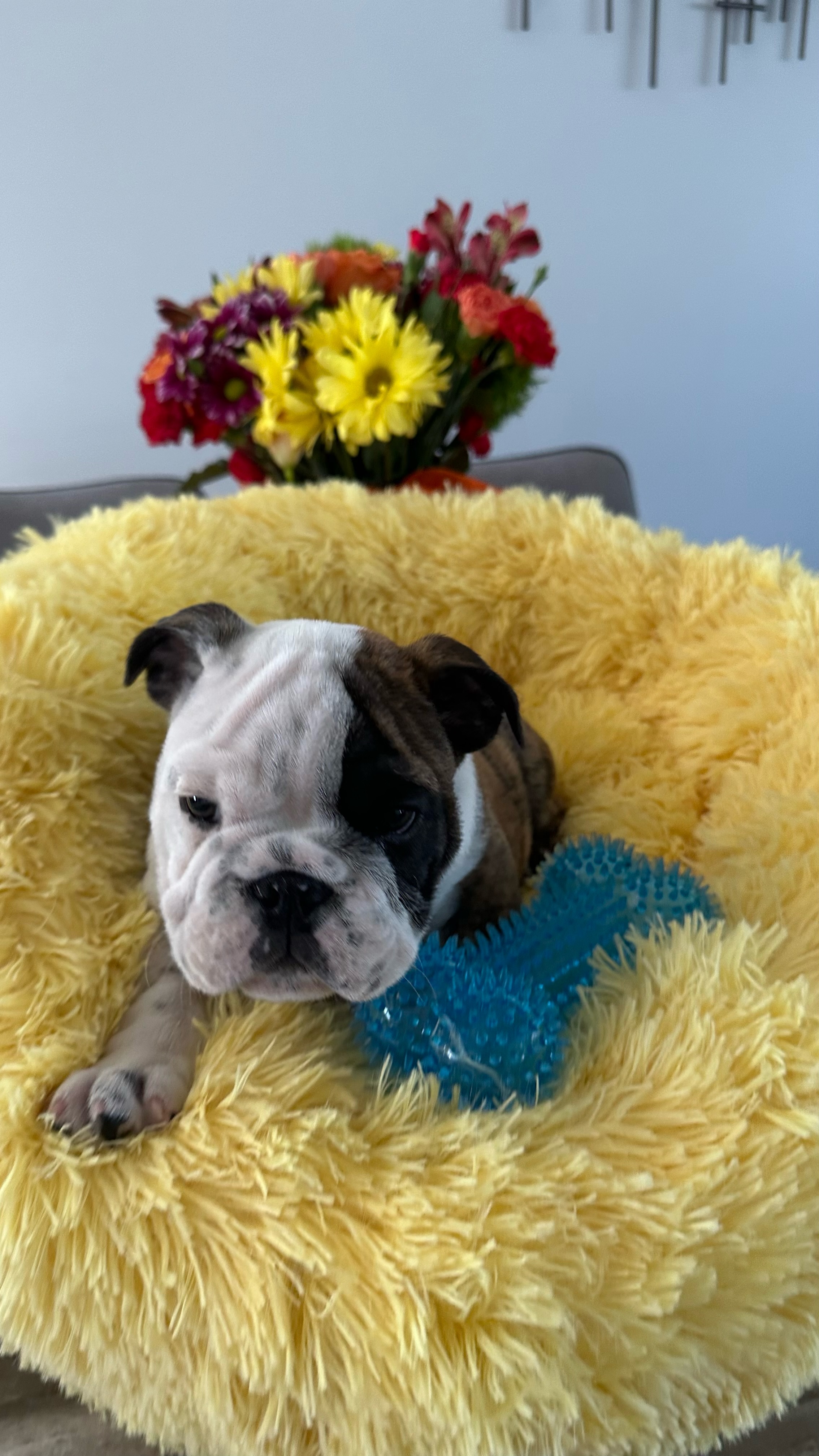 English Bulldog Puppy 2