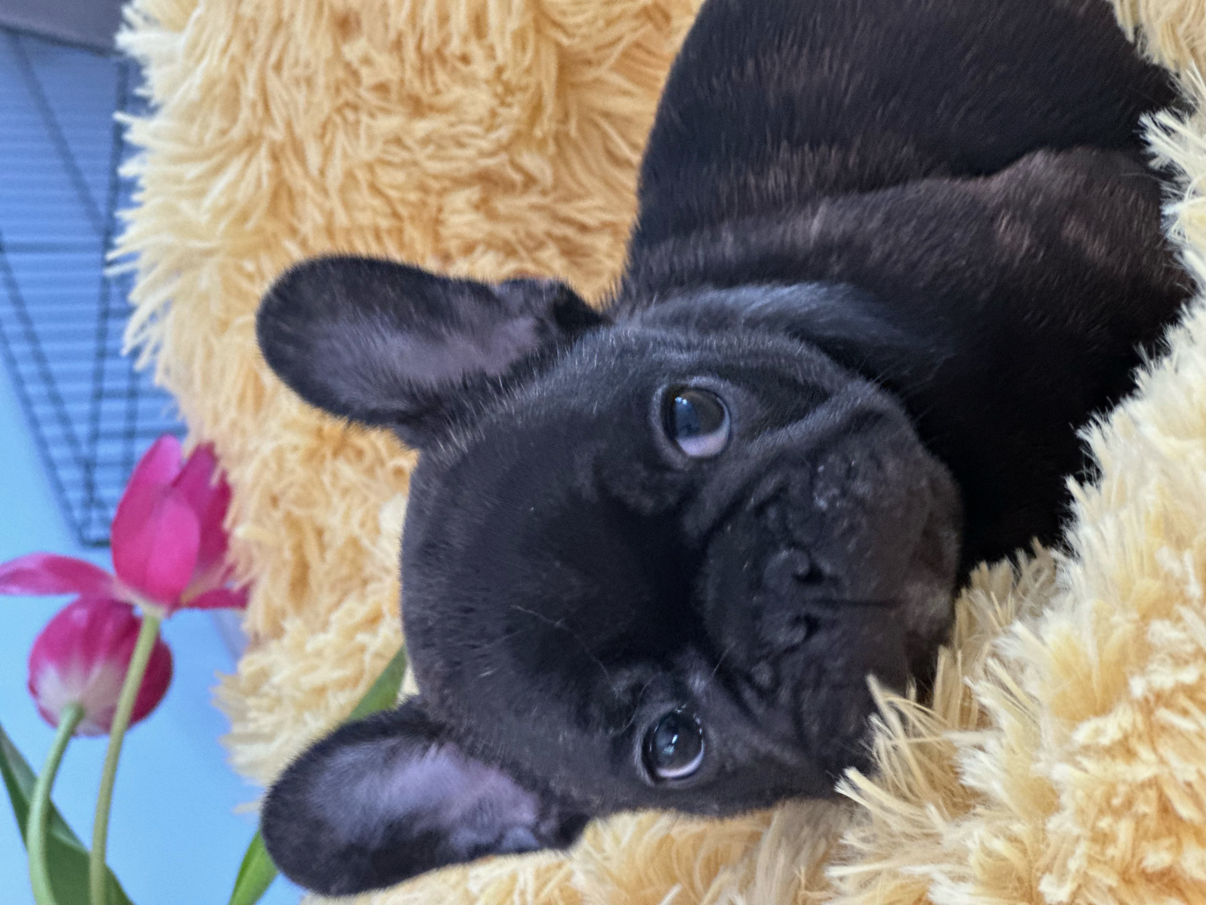 French Bulldog Puppy 3